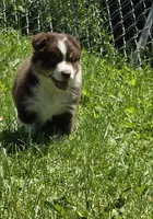 Gabriella, a female Australian Shepherd for sale in Arkport, NY – 1 of 5