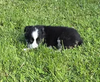 Deja blue eyes, a female Australian Shepherd for sale in Arkport, NY – 3 of 7