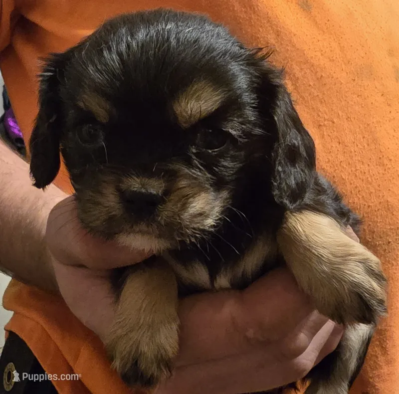 Eve – Cavalier King Charles Spaniel puppy for sale in Arkport, NY
