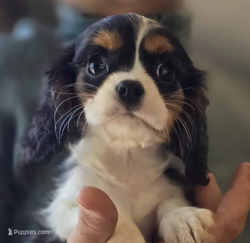Celina – Cavalier King Charles Spaniel puppy for sale in Arkport, NY