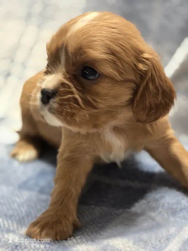 Molly – Cavalier King Charles Spaniel puppy for sale in Arkport, NY