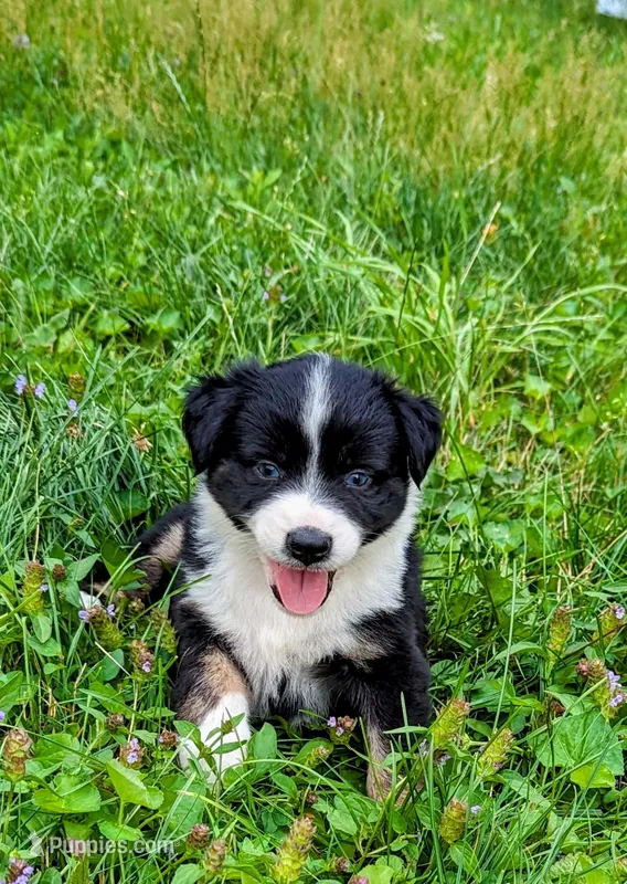 Baloo, a male Australian Shepherd for sale in Arkport, NY – Photo 1 of 3