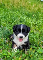 Baloo, a male Australian Shepherd for sale in Arkport, NY – Photo 1 of 3