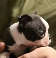 Potatoe, a male Boston Terrier for sale in Arkport, NY – 3 of 3