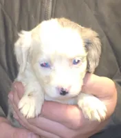 Poppy, a female Aussalier for sale in Arkport, NY – 2 of 4
