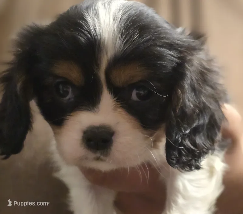 Celina – Cavalier King Charles Spaniel puppy for sale in Arkport, NY