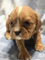 Molly, a female Cavalier King Charles Spaniel for sale in Arkport, NY – 3 of 3
