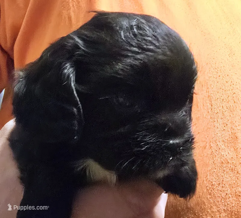 Eva – Cavalier King Charles Spaniel puppy for sale in Arkport, NY