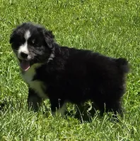 Geoff, a female Australian Shepherd for sale in Arkport, NY – 5 of 5