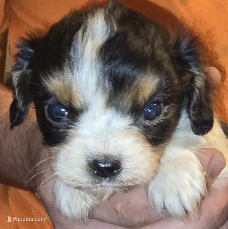 Evan – Cavalier King Charles Spaniel puppy for sale in Arkport, NY