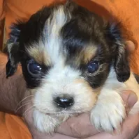 Evan, a male Cavalier King Charles Spaniel for sale in Arkport, NY – 1 of 1