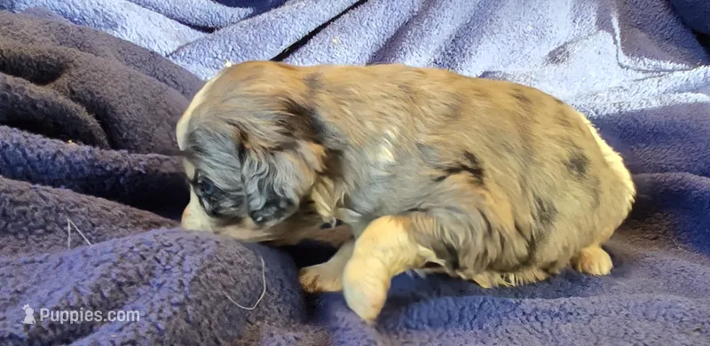 Parker – Aussalier puppy for sale in Arkport, NY