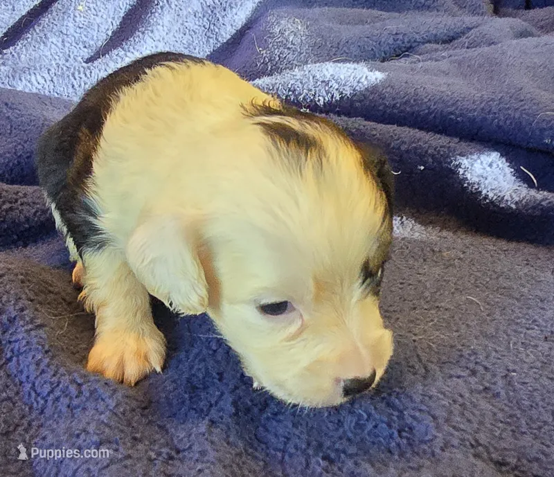 Piper – Aussalier puppy for sale in Arkport, NY