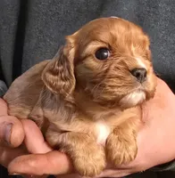 Manly, a male Cavalier King Charles Spaniel for sale in Arkport, NY – 2 of 2