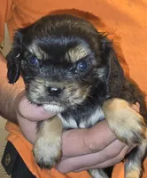 Eve, a female Cavalier King Charles Spaniel for sale in Arkport, NY – 2 of 3