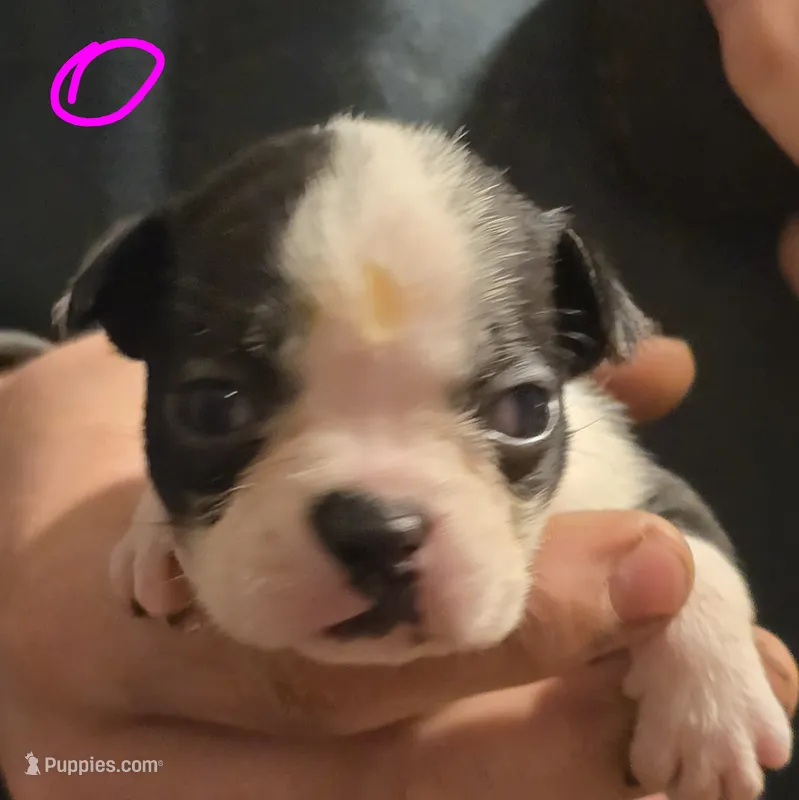 Shyla – Boston Terrier puppy for sale in Arkport, NY