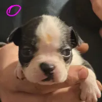 Shyla, a male Boston Terrier for sale in Arkport, NY – 1 of 1