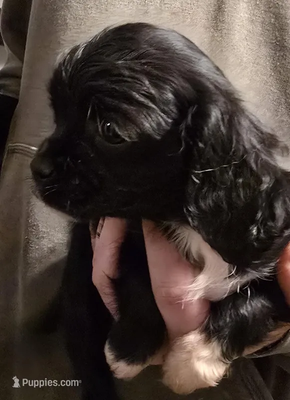 Sadie – Cavalier King Charles Spaniel puppy for sale in Arkport, NY