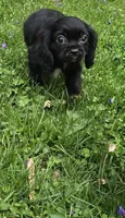 Sadie, a female Cavalier King Charles Spaniel for sale in Arkport, NY – 5 of 6
