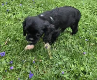 Sadie, a female Cavalier King Charles Spaniel for sale in Arkport, NY – 6 of 6