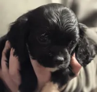 Sadie, a female Cavalier King Charles Spaniel for sale in Arkport, NY – Photo 3 of 3