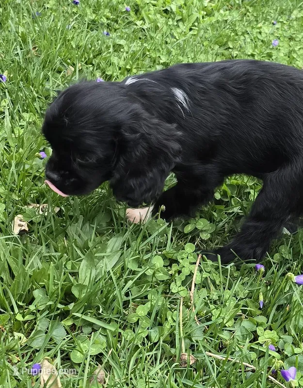 Sadie – Cavalier King Charles Spaniel puppy for sale in Arkport, NY