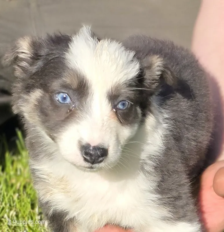 Dilute blue – Australian Shepherd puppy for sale in Arkport, NY