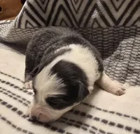 Dilute blue, a female Australian Shepherd for sale in Arkport, NY – 2 of 2