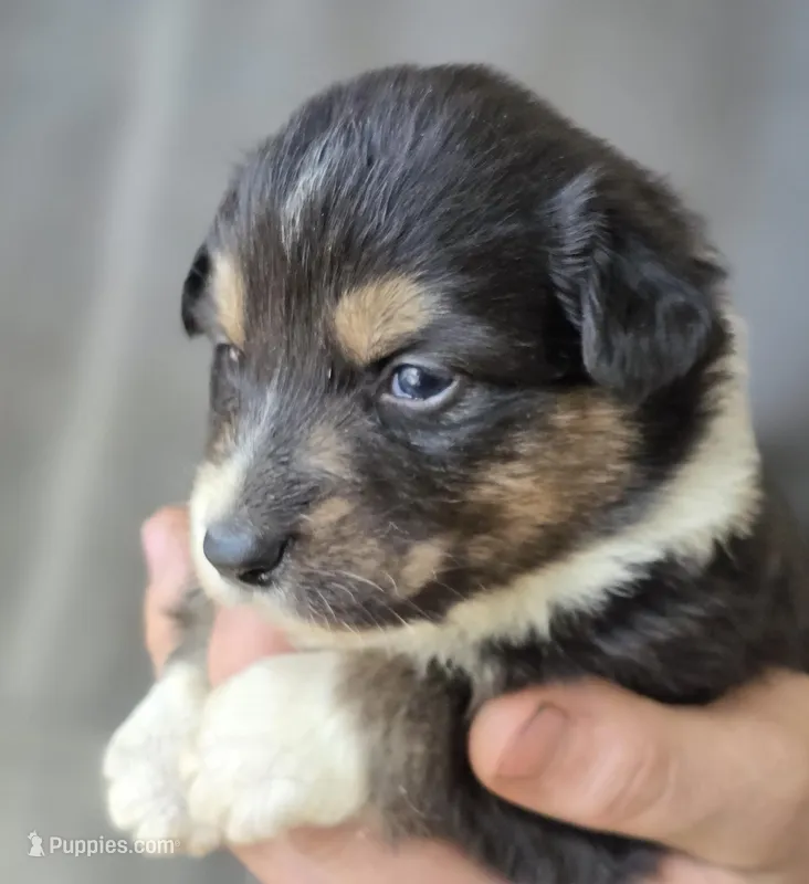 Dolly, a female Australian Shepherd for sale in Arkport, NY – Photo 1 of 1