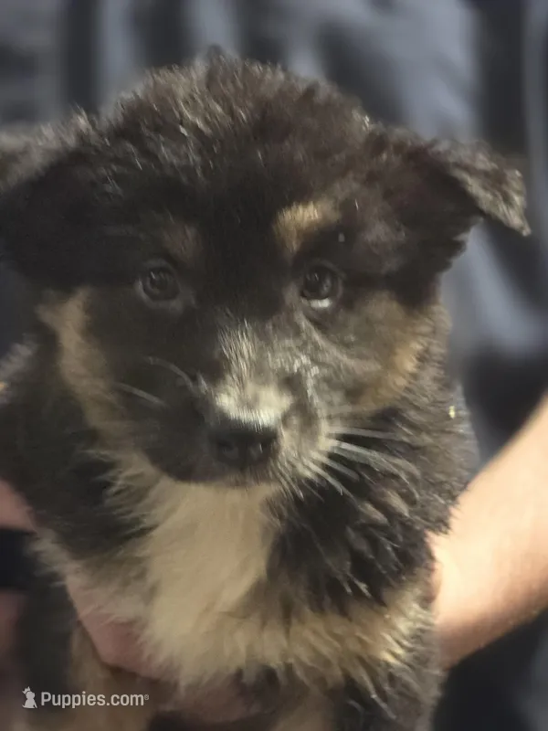 Dolly – Australian Shepherd puppy for sale in Arkport, NY