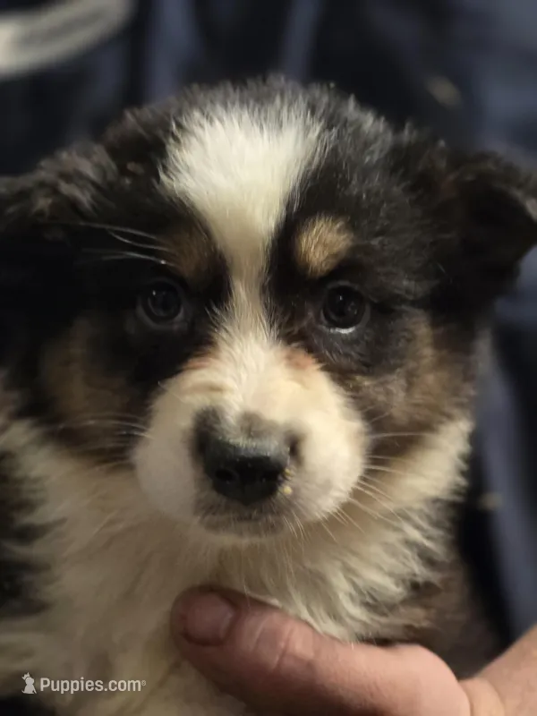Darla – Australian Shepherd puppy for sale in Arkport, NY