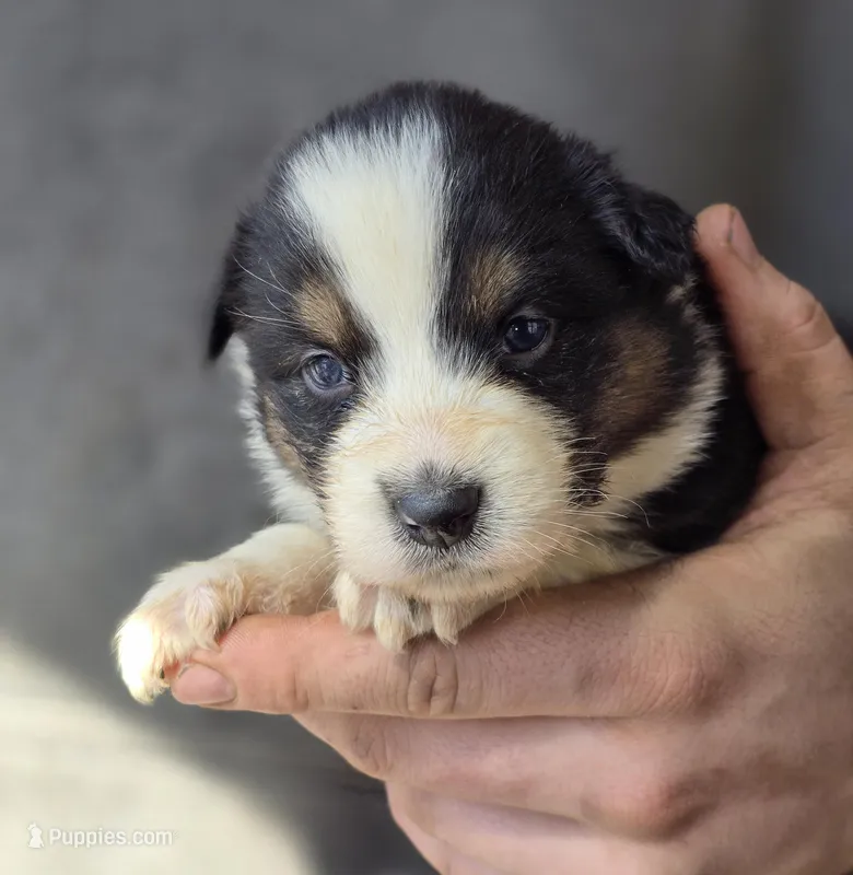 Darla, a female Australian Shepherd for sale in Arkport, NY – Photo 1 of 1