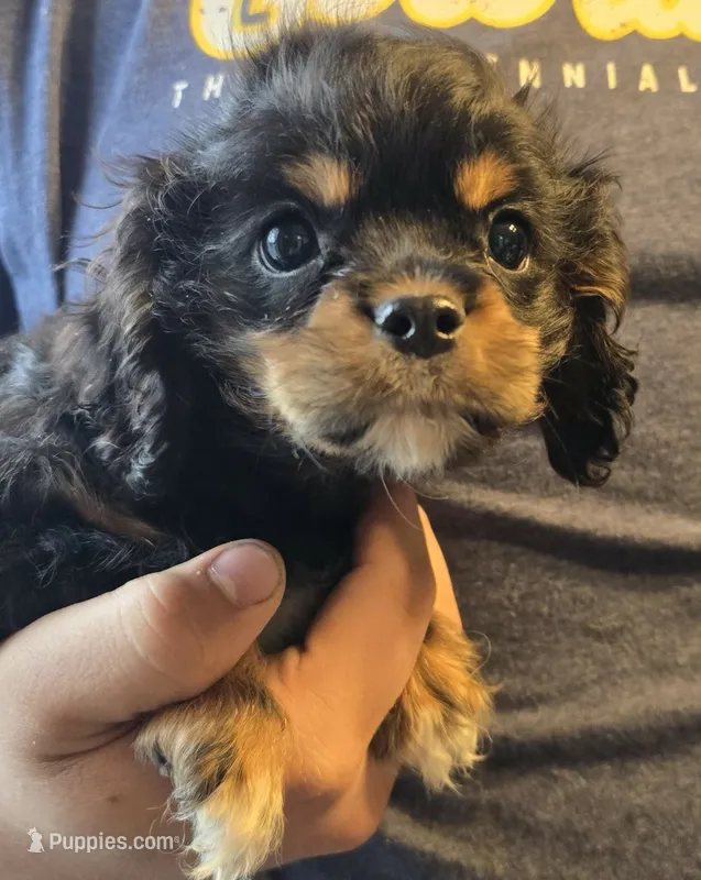 Special  needs  – Cavapoo, Cavalier King Charles Spaniel puppy for sale in Arkport, NY