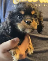 Special  needs , a male Cavapoo and Cavalier King Charles Spaniel for sale in Arkport, NY – 1 of 1
