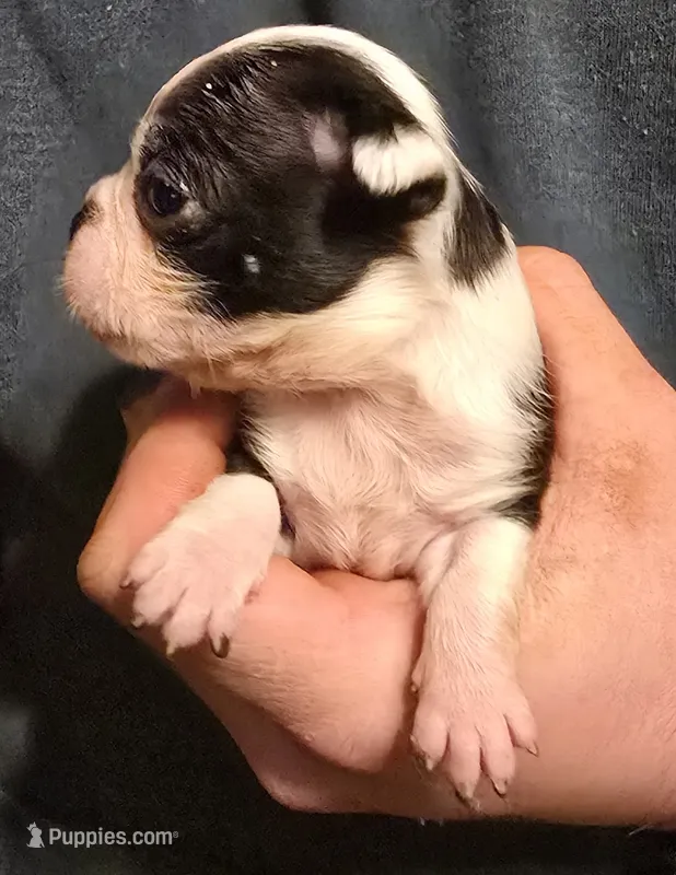 Sam – Boston Terrier puppy for sale in Arkport, NY
