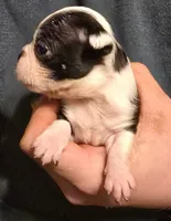 Sam, a male Boston Terrier for sale in Arkport, NY – 1 of 1