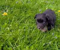 Domino blue eyes, a male Australian Shepherd for sale in Arkport, NY – 2 of 4