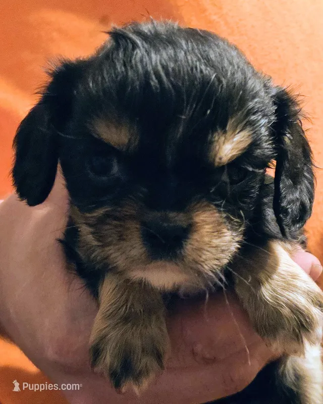 Erika – Cavalier King Charles Spaniel puppy for sale in Arkport, NY