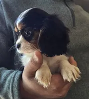 Celina, a female Cavalier King Charles Spaniel for sale in Arkport, NY – 5 of 6