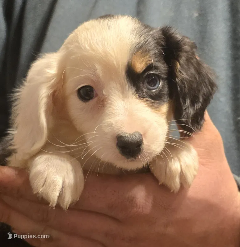 Piper – Aussalier puppy for sale in Arkport, NY
