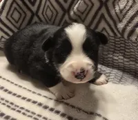 Deja, a female Australian Shepherd for sale in Arkport, NY – 3 of 3