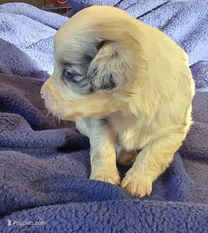 Paisley – Aussalier puppy on hold in Arkport, NY