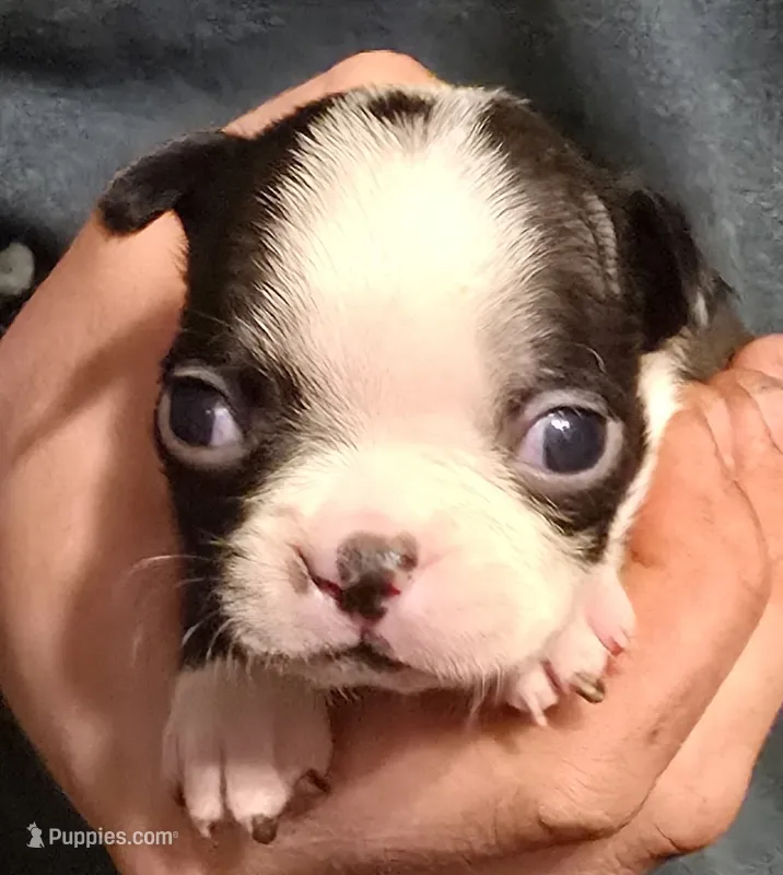 Sonny – Boston Terrier puppy for sale in Arkport, NY