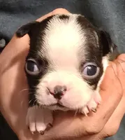 Sonny, a male Boston Terrier for sale in Arkport, NY – 1 of 1