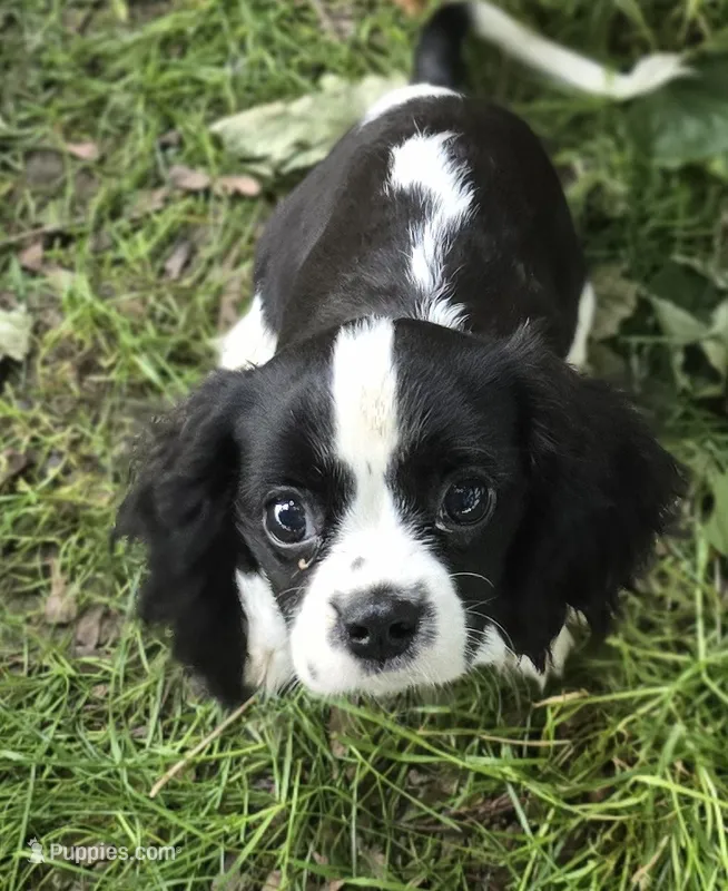 Black and white B – Cavalier King Charles Spaniel puppy for sale in Arkport, NY
