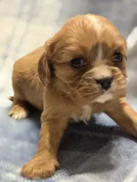 Molly, a female Cavalier King Charles Spaniel for sale in Arkport, NY – 2 of 3