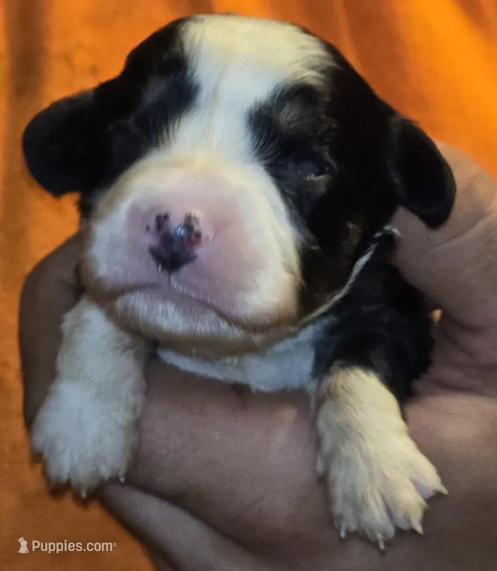 Pearl – Aussalier puppy for sale in Arkport, NY