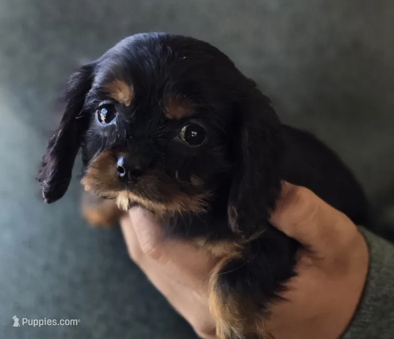 Mia – Cavalier King Charles Spaniel puppy for sale in Arkport, NY