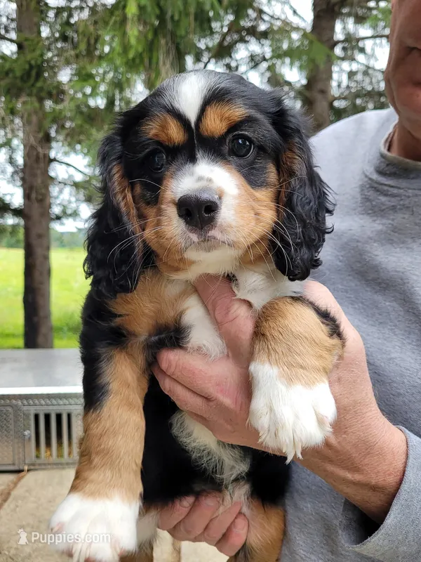 Heidi – Cavalier King Charles Spaniel, Aussalier puppy for sale in Arkport, NY