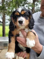Heidi, a female Cavalier King Charles Spaniel and Aussalier for sale in Arkport, NY – 1 of 1